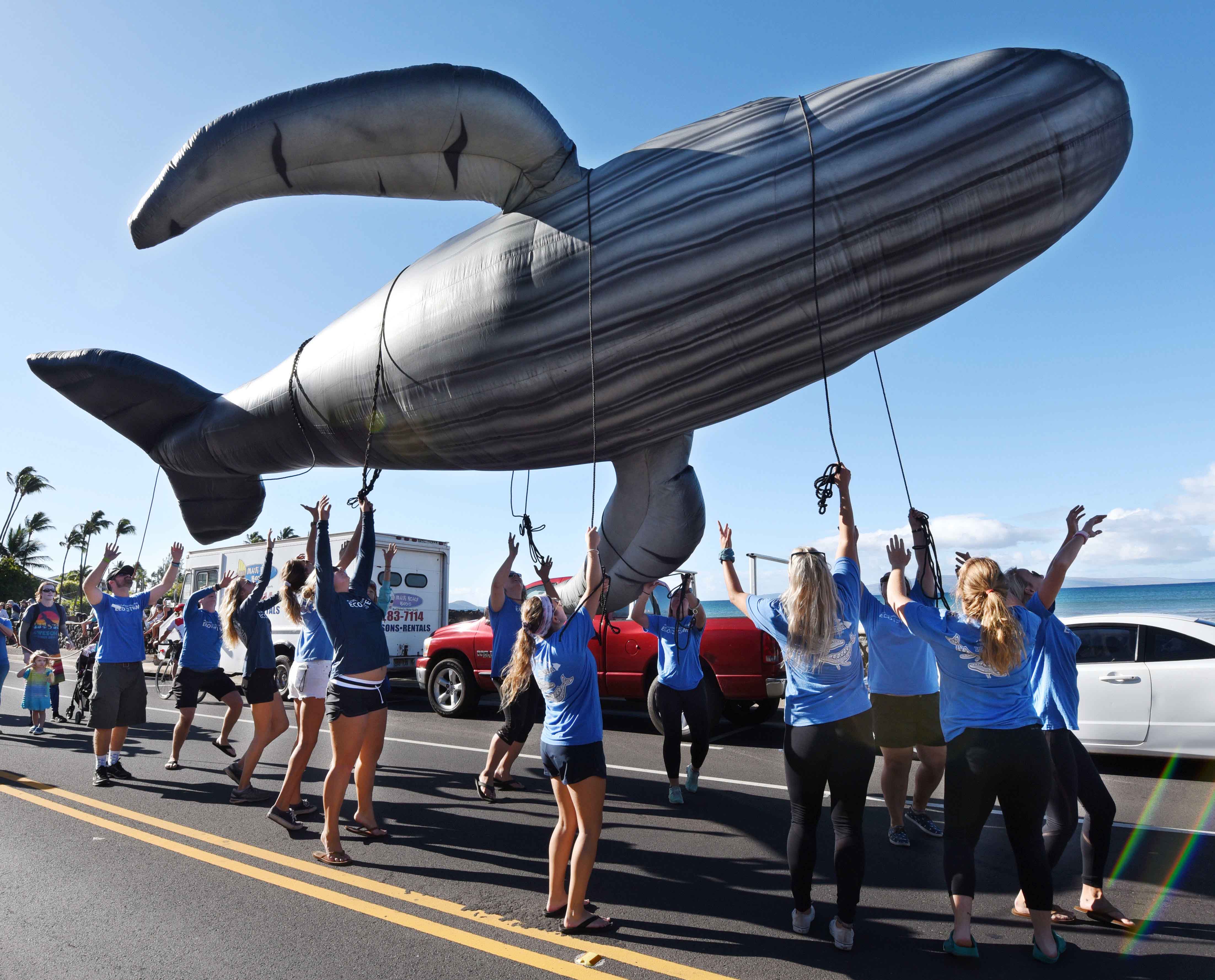 Maui’s favorite marine mammal celebrated in S. Maui News, Sports